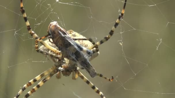 Argiope Lobataはクモの巣の上に座って Katiydidの網を振りました 糸にプリー バッタ マクロビュー昆虫 — ストック動画