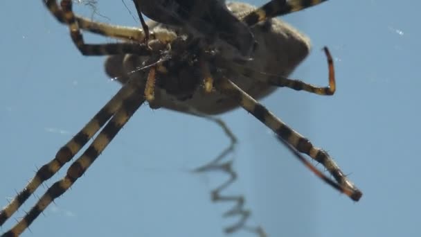 Argiope Lobataはクモの巣の上に座って Katiydidの網を振りました 糸にプリー バッタ マクロビュー昆虫 — ストック動画