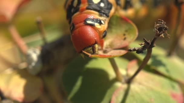 Hyles Euphorbiae Rode Kop Van Dikke Vette Rups Hangende Tak — Stockvideo