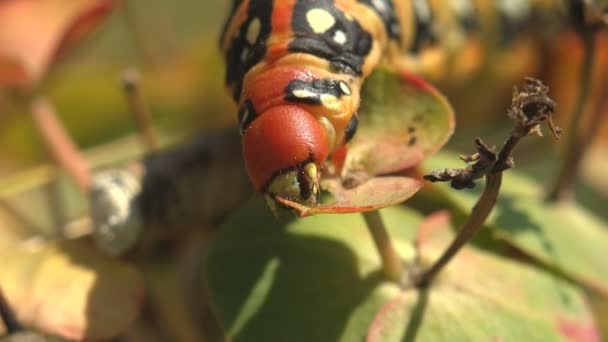 幼毛象 厚重的油腻毛毛虫挂在枝条上的红头 以叶状刺为食 吃绿叶 宏观昆虫观 — 图库视频影像