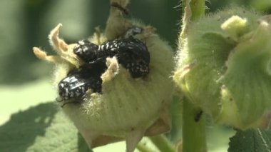 Böcekler yabani çiçek tomurcuğu Malva moschata, misk otu veya misk-mallow 'da oturan Oxythyrea Funesta böceklerini ve karıncaları rahatsız eder. Makro. Böcek böcekleri, Cetoniinae, meyve ve çiçek toplayıcıları, çiçek böcekleri, çiçek böcekleri