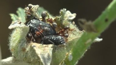 Böcekler yabani çiçek tomurcuğu Malva moschata, misk otu veya misk-mallow 'da oturan Oxythyrea Funesta böceklerini ve karıncaları rahatsız eder. Makro. Böcek böcekleri, Cetoniinae, meyve ve çiçek toplayıcıları, çiçek böcekleri, çiçek böcekleri