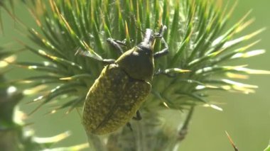 Rubarb Weevil, Curculionidae, Lixus Concavus - Rhubarb Curculio yeşil tomurcuk Thistle 'a sürünür. Yaz otlağındaki böceklerin makro görünümü