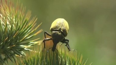 Rubarb Weevil, Curculionidae, Lixus Concavus - Rhubarb Curculio yeşil tomurcuğun üzerine oturur. Yaz otlağındaki böceklerin makro görünümü