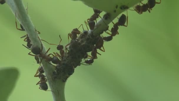 Yeşil Dal Üzerindeki Karıncalar Yaprak Bitleri Kolonisiyle Beslenir Böcek Makro — Stok video