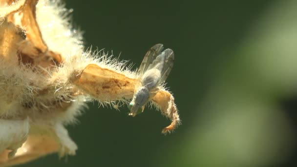 Petite Mouche Vert Clair Nettoie Ses Pattes Ses Yeux Tout — Video