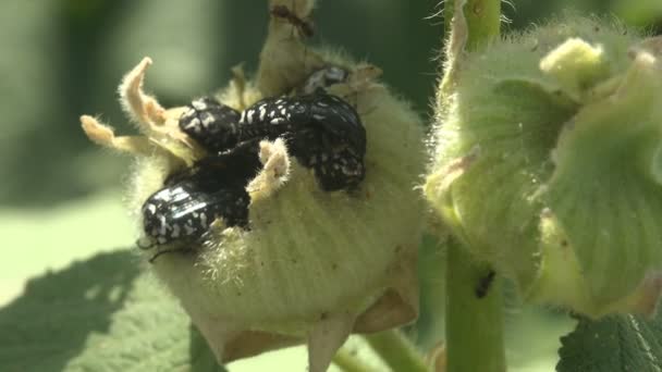 Owady Szkodniki Oxythyrea Funesta Chrząszcze Mrówki Siedzi Dzikich Kwiatów Pąk — Wideo stockowe