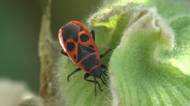 若い緑の植物にジュースを飲み 餌を与えます Firebug Pyrrocoris Apterus 家族の昆虫Pyrrocoridae 赤と黒の色 マクロ昆虫 — ストック動画