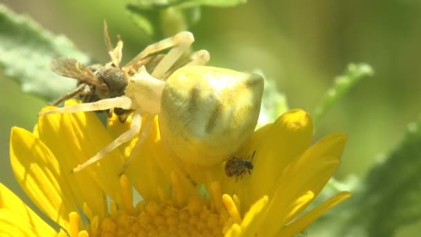 のクモ ゴールデンロッドのカニのクモ Misumena Vatiaは黄色の花に座って蜂を攻撃しました 夏の牧草地でのマクロの花と昆虫 — ストック動画