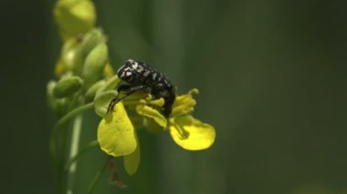 Oxythyrea Funesta böceği aktif olarak hareket ediyor ve sarı çiçeğin üzerinde oturuyor. Makro böcek vebası 