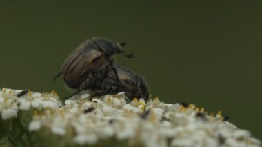 Galli kaşar, Hoplia Philanthus, kır çiçeklerinin üzerinde oturuyor. Böcek böcekleri, çiçeklerin arasında dişiden dişiye döllenme.