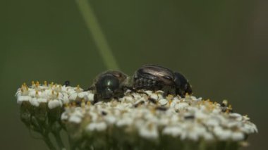 Galli kaşar, Hoplia Philanthus, kır çiçeklerinin üzerinde oturuyor. Böcek böcekleri, polen ve nektar için çiçekleri ziyaret edin, ya da taç yapraklarına göz atın