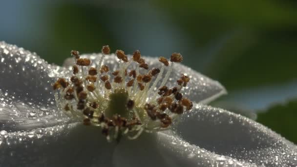 Vit Vild Dog Rose Blomma Sways Alla Täckta Med Dagg — Stockvideo