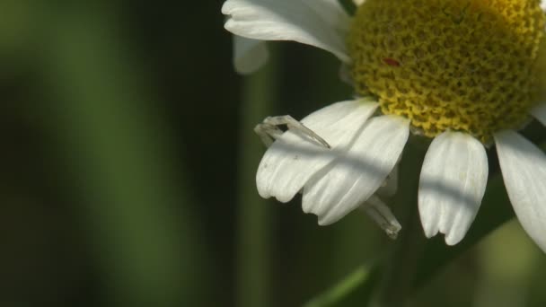 金花蟹蜘蛛 米苏门那 坐在花菊花上 隐藏在对昆虫的攻击中 夏天草地上的大花和昆虫 — 图库视频影像