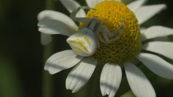 Белый Цветок Краб Паук Паук Золотокрылый Краб Misumena Vatia Сидит — стоковое видео