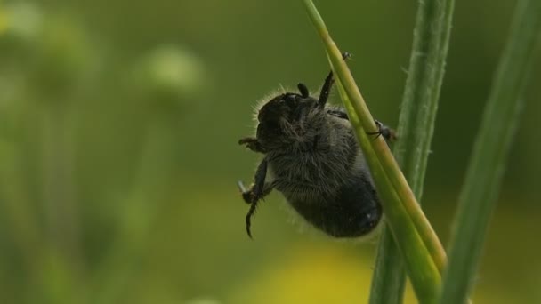 Amphimallon Assimile 초여름에 줄기에 개미의 공격을 Melolonthinae 딱정벌레의 일종이다 — 비디오