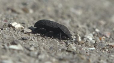 Alphitobius sp. (Tenebrioninae: Alphitobiini) Koyu renkli böcek, gri renkli kitin kaplama, kanatları boyunca sıralanmış siyah noktalar, yerde saklanıyor.