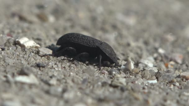 Alphitobius 果冻甲虫 灰色甲壳素涂层 翅膀两侧有一排黑点 隐藏在地面上 — 图库视频影像