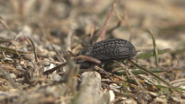 Alphitobius Tenebrioninae Alphitobiini Mörkare Skalbagge Grå Chitin Beläggning Med Rader — Stockvideo