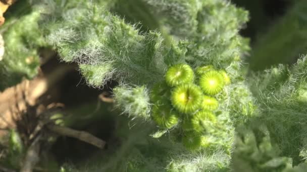 Herniaria Hirsuta Pianta Fiore Rosa Famiglia Nome Noto Rupturewort Peloso — Video Stock