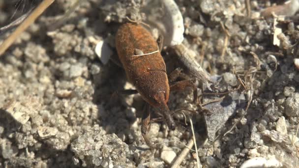 Curculionidae Lixus Concavus Comúnmente Llamado Ruibarbo Curculio Especie Weevil — Vídeos de Stock