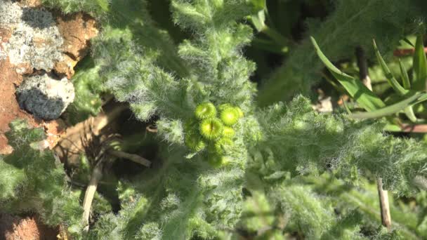 Herniaria Hirsuta Planta Com Flores Família Rosa Nome Conhecido Rupturewort — Vídeo de Stock