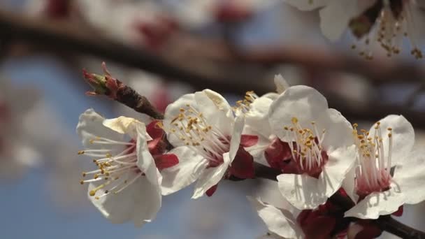 在乡村的花园里 一株长着粉色芽的苹果树的白花在春风中摇曳 农场的开花期 — 图库视频影像
