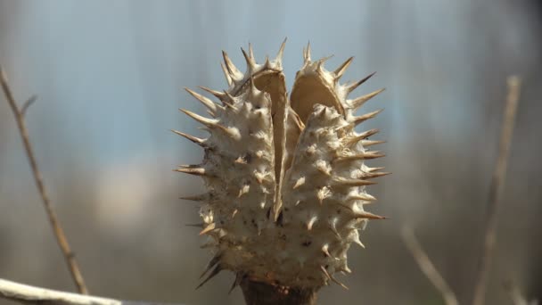 英語名Jimsonweed Jimson Weed またはDevil Snareで知られるDatura Stramoniumは 日陰の家族の植物です それは世界中の温暖な気候で積極的な侵入雑草です — ストック動画