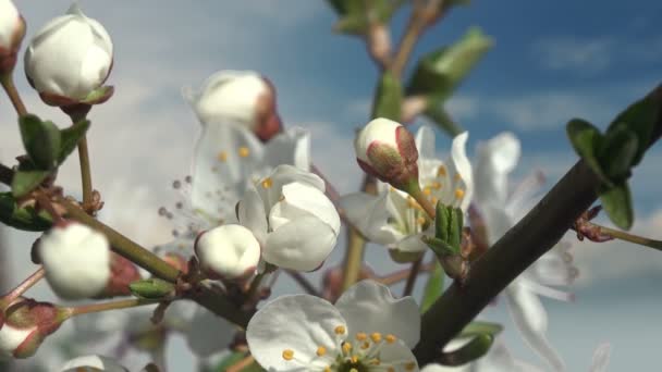 Flores Blancas Manzano Con Brotes Rosados Oscilan Viento Primaveral Jardín — Vídeos de Stock