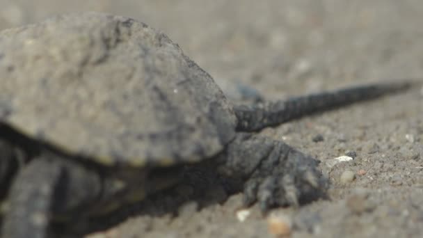 Tortuga Joven Cansada Después Salir Huevo Muere Bajo Sol Del — Vídeo de stock