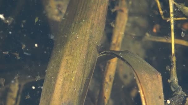 Подводная Жизнь Мелководье Теплом Болоте Macro Daphnia Magna Planthonic Crastacean — стоковое видео