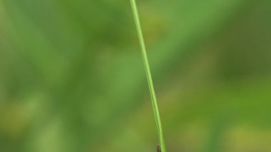  Larva, Coccinellidae, uğur böceği, dişi böcek, böcek hızla yeşil sapı ezer. Bir pupa evresinden diğerine geçiş. Yeşil yaprak üzerinde makro görünüm böceği