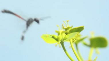 Hymenoptera: Ichneumonidae ve Braconidae. Son derece uzun yumurtlayan böcekler haşhaş familyasındaki çelenklerin ve selandinlerin üzerine yumurtalarını bırakırlar. Makro görünüm