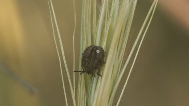 Pentatomidae Böceği, Kalkan Böcekleri sarı kuru otların sapında oturur, makro görüş böceği