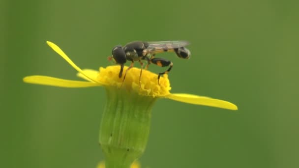 Hermetia Illucens Svart Soldatfluga Familjen Stratiomyidae Samlar Nektar Gul Vildblomma — Stockvideo