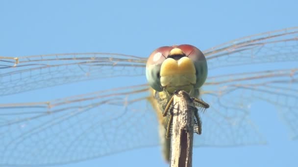 トンボは青空に対して草の乾燥した茎に座って 命令Odonataです マクロ昆虫 — ストック動画