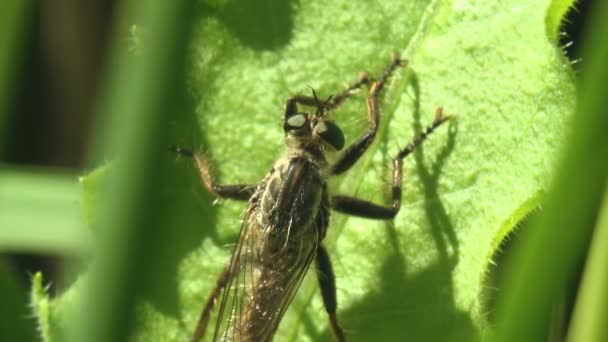 Big Asilidae, Assassin Flies. Voleur poilu Mouche aux yeux verts se trouve dans le feuillage en embuscade, attendant une proie, un autre insecte 