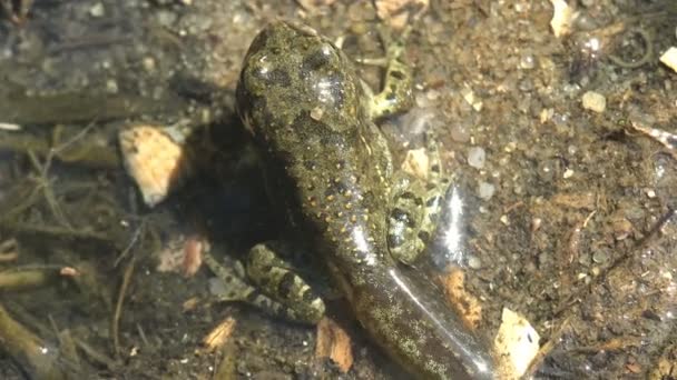 Juvenile Frog Transition Tadpole Frog Sitting Wet Sand Summer Lake — Stock Video