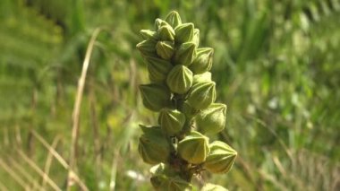 Yeşil tomurcuklanmayan kır çiçekleri, Malva moschata, misk yosunu veya misk-mallow, Malvaceae familyasından bir bitki türü.