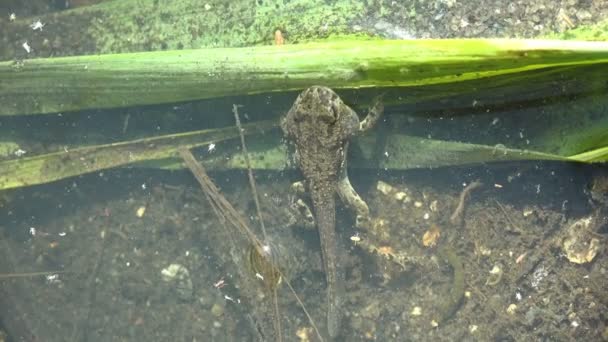 Juvenile Frog Transition Tadpole Frog Summer Swamp Chaos Underwater Life — Stock Video