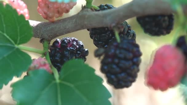 Morus Nigra Mulberries Καλλιεργούμενο Άγριο Γένος Broussonetia Γνωστό Mulberry Κυρίως — Αρχείο Βίντεο