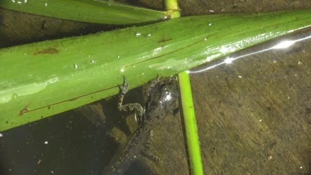 在小甲壳类动物的水下生活一片混乱的情况下 在夏天的沼泽地里 幼蛙正处于蝌蚪和青蛙之间的过渡阶段 — 图库视频影像