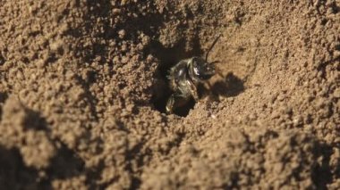Yumurtadan çıkan genç bal arısı yumurtaların bırakıldığı yerdeki delikten dışarı çıkar. Vahşi yaşamdaki böceklerin makro görünümü