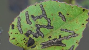Yaz ormanları arasında yeşil yaprağın üzerinde kurumuş, bozulmuş patikaların çizimi. Haşere İzi
