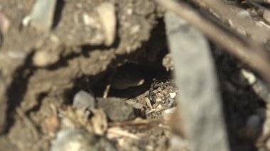 Kafası delikten dışarı fırlıyor. Gri yeryüzündeki delikte oturan küçük gri kertenkele. Vahşi yaşamdaki sürüngenlerin makro görüntüsü