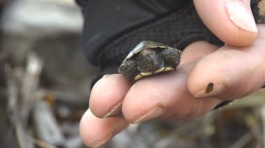 İnsan eli, sıcak yaz gününde bir yumurtadan suya giden yolda bulunan ve kurtarılan küçük kaplumbağa yavrusunu tutuyor.