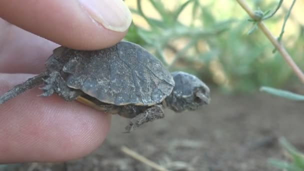 Menselijke Hand Heeft Een Lege Schelp Van Kleine Baby Schildpad — Stockvideo