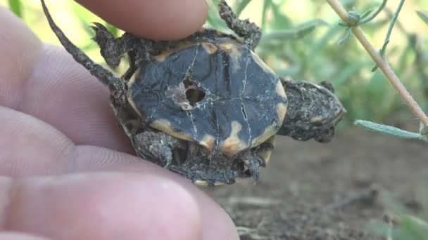 Hombre Mano Humana Sostiene Cáscara Vacía Tortuga Bebé Pequeño Que — Vídeo de stock