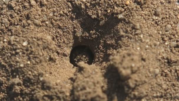 卵から孵化した若いミツバチは 卵が置かれている地面の穴からのぞき見します 野生動物における昆虫のマクロビュー — ストック動画