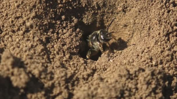 Las Abejas Jóvenes Que Nacen Huevo Asoman Por Agujero Suelo — Vídeos de Stock